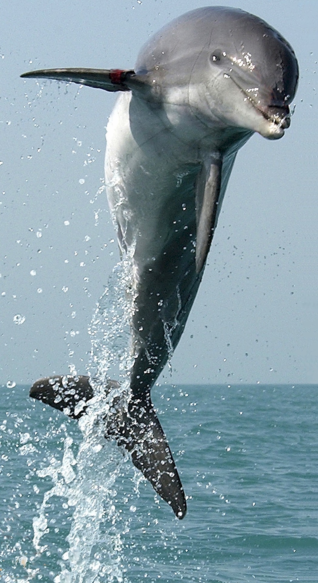 dolphin-704453_1920 dolphin tour