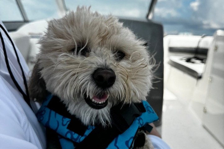 Fluffy dog in a blue life jacket on a boat.