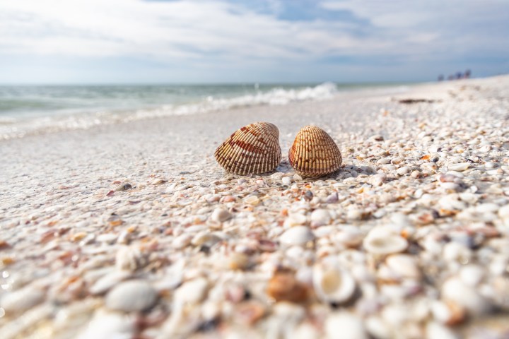 Two seashells on a sandy beach with waves in the background.