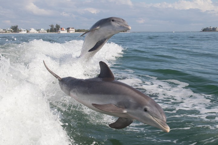 Two dolphins jumping over ocean waves near the shore with houses in the background.