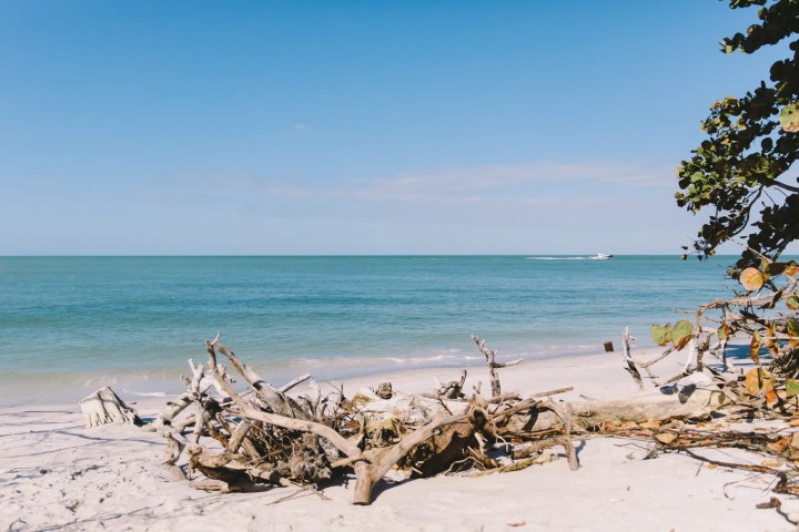 Driftwood on a sandy beach with calm sea and clear blue sky.