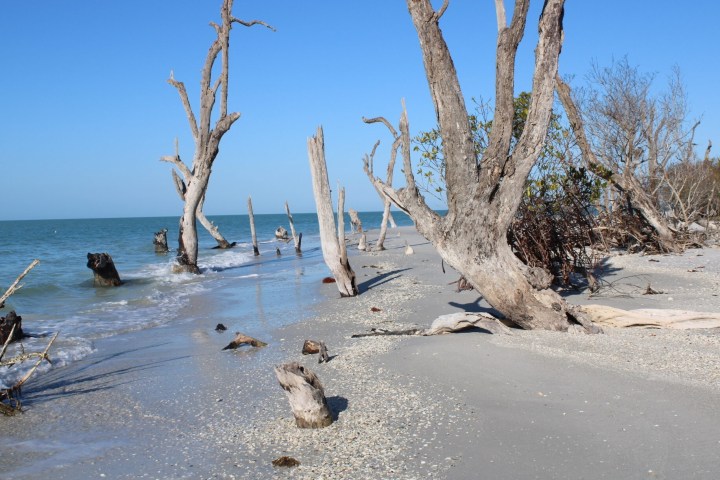 Sandy beach with scattered driftwood and trees, blue sky and ocean view.