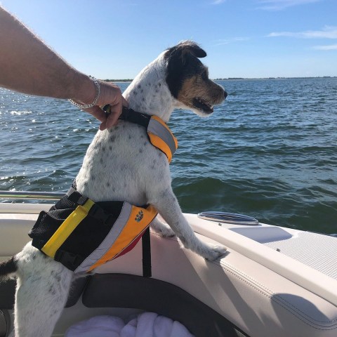 Dog in life jacket looking out from a boat on the water.