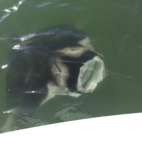 Manta ray swimming near the water's surface with mouth open.