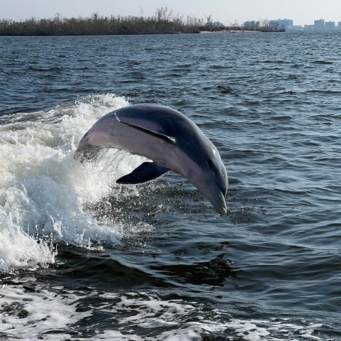 Dolphin leaping out of ocean near shore on a sunny day.