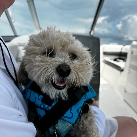 Fluffy dog in a blue life jacket on a boat.