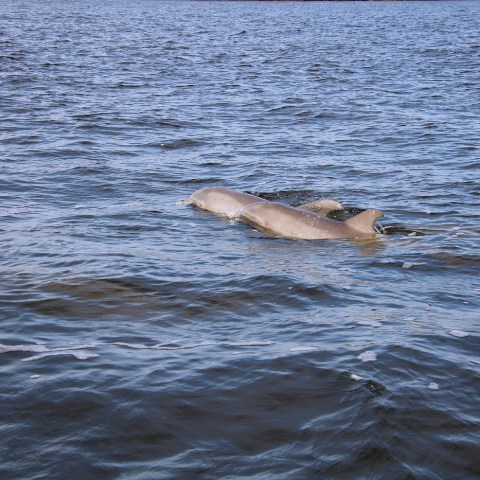 Dolphins swimming in a calm, blue ocean.