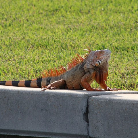 Iguana with orange scales sunbathing on a concrete ledge.