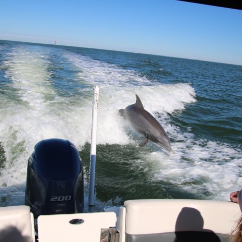 Dolphin surfacing in boat wake, with children watching from the boat.