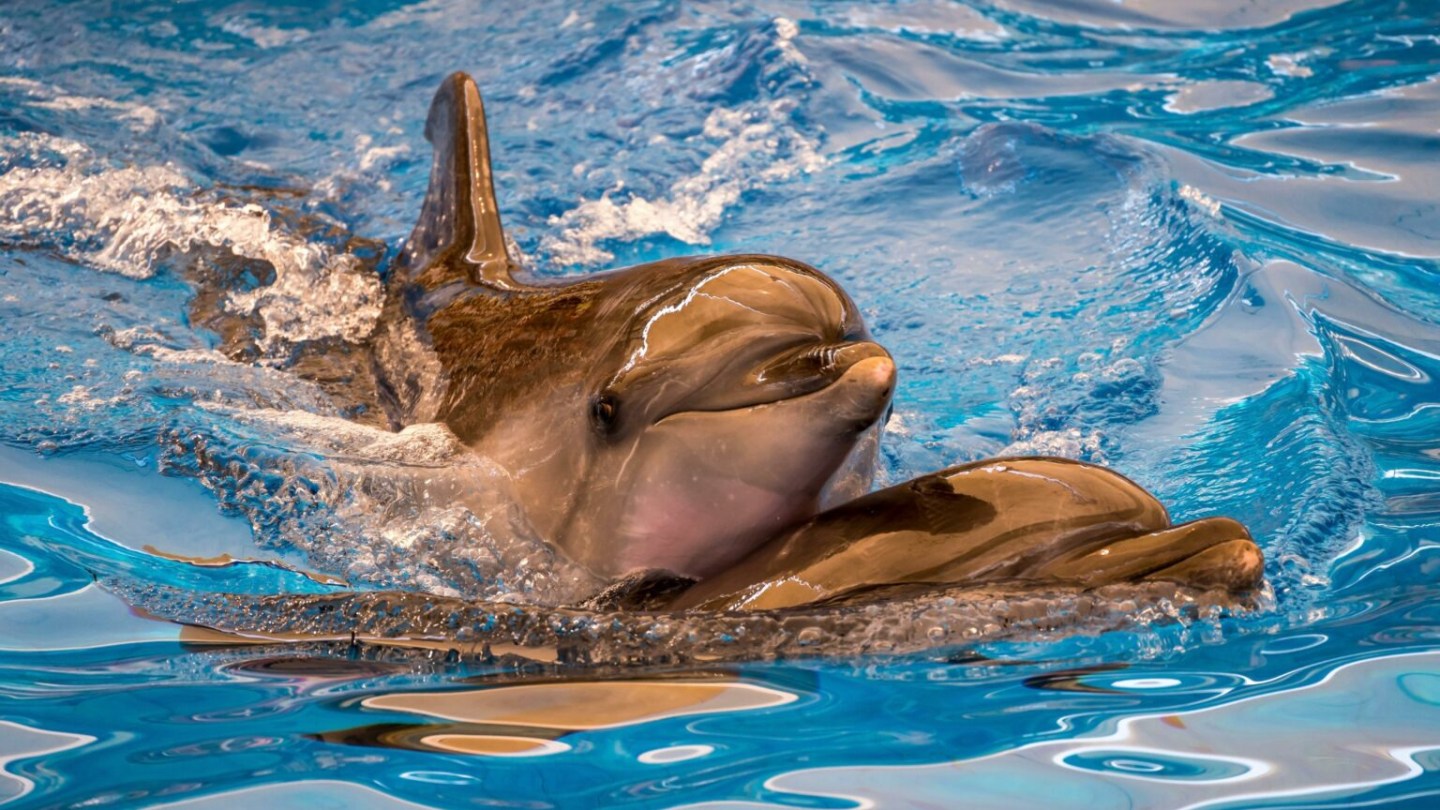 Two dolphins swimming closely together in sparkling blue water.
